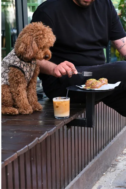 Dog beside a cafe table